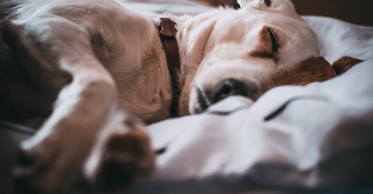 cama impermeable mascota