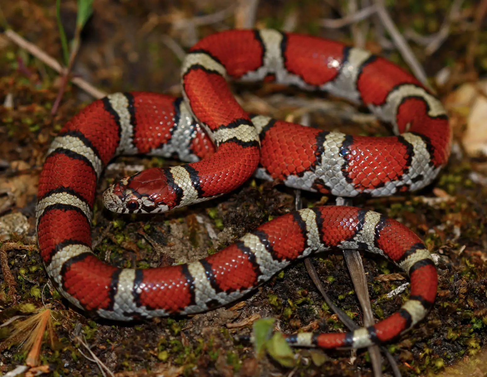 serpiente de coral