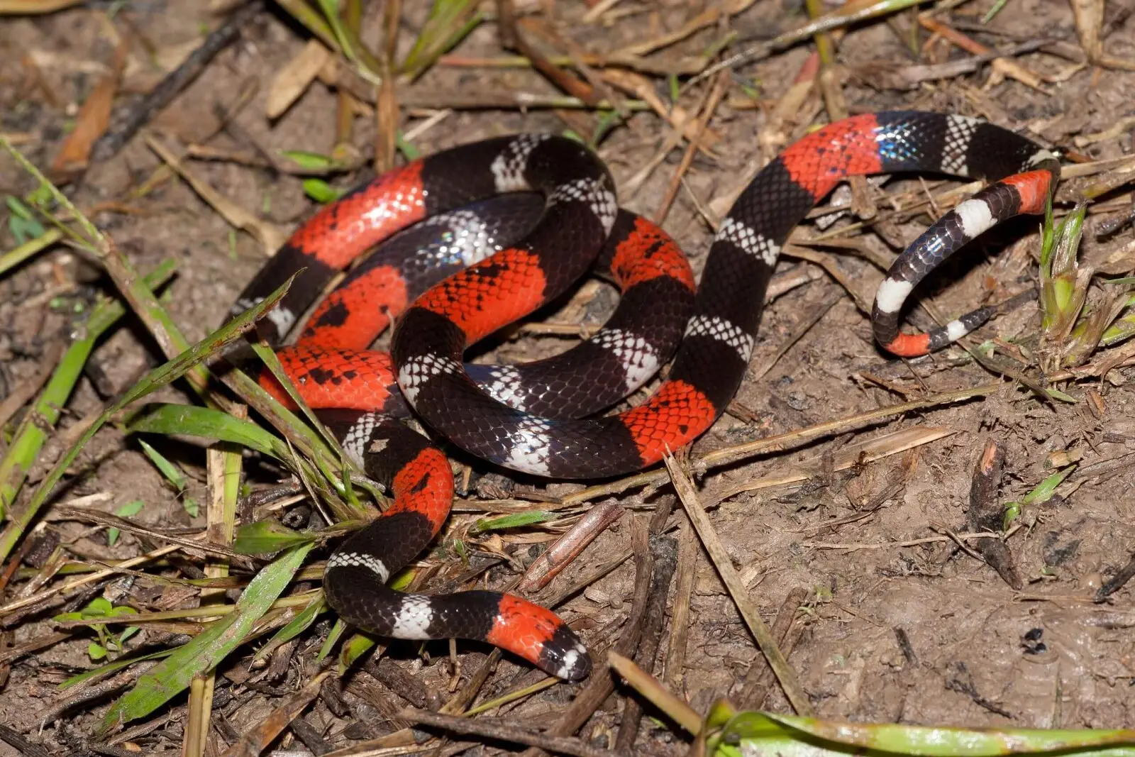 serpiente de coral